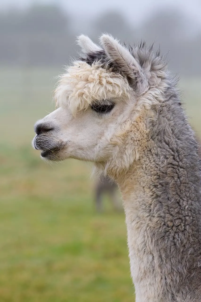 Warrior Alpaca Socks - Unisex High Performance Cross Trainer Athletic Alpaca Socks